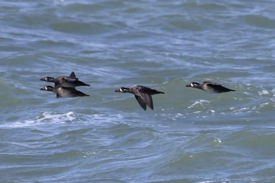 macreuse-a-front-blanc-surf-scoter