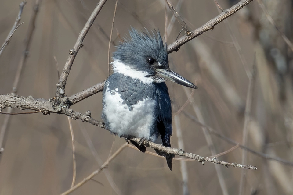 Animaux du Québec | Martin-pêcheur d'Amérique