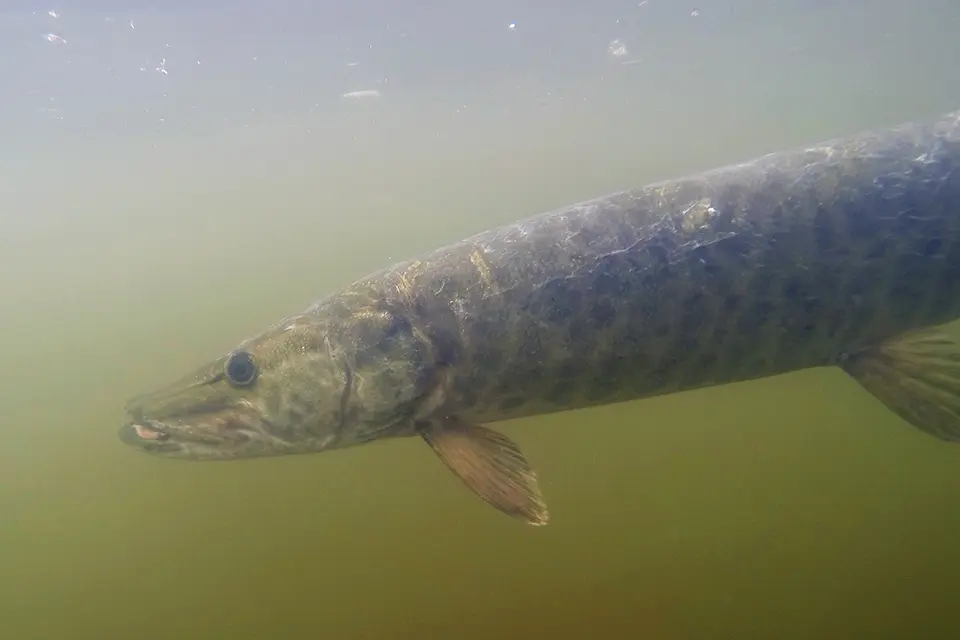maskinonge-muskellunge