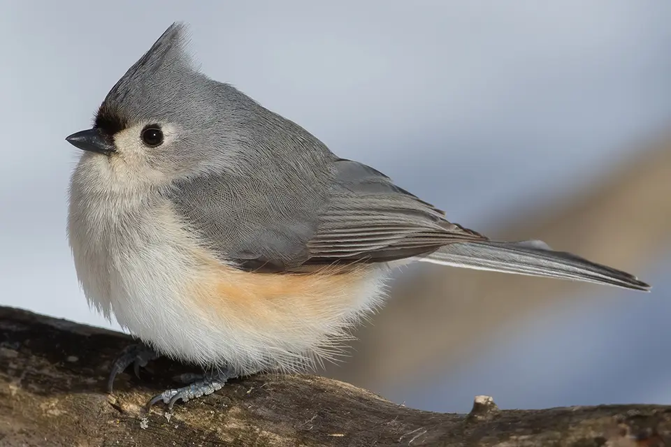 mesange-bicolore-tufted-titmouse