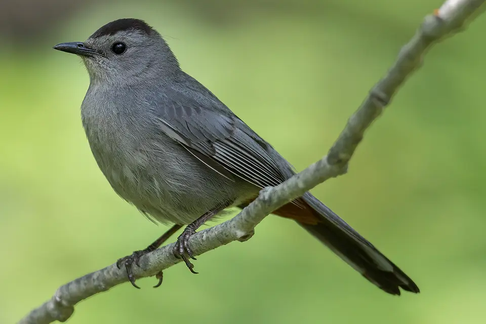 moqueur-chat-grey-catbird