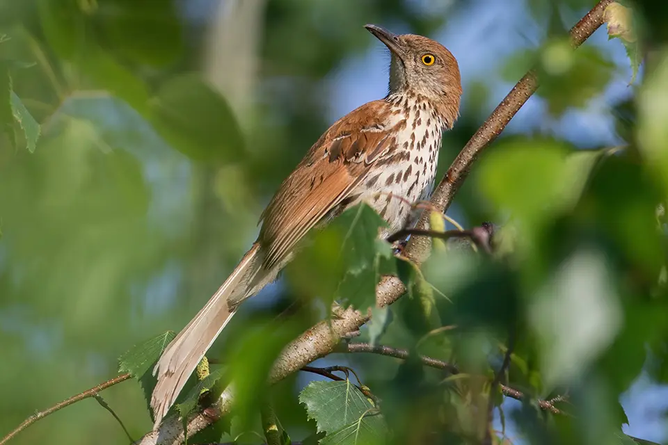 moqueur-roux-brown-thrasher