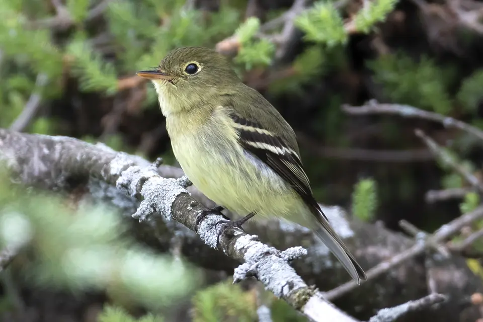 moucherolle-a-ventre-jaune-yellow-bellied-flycatcher