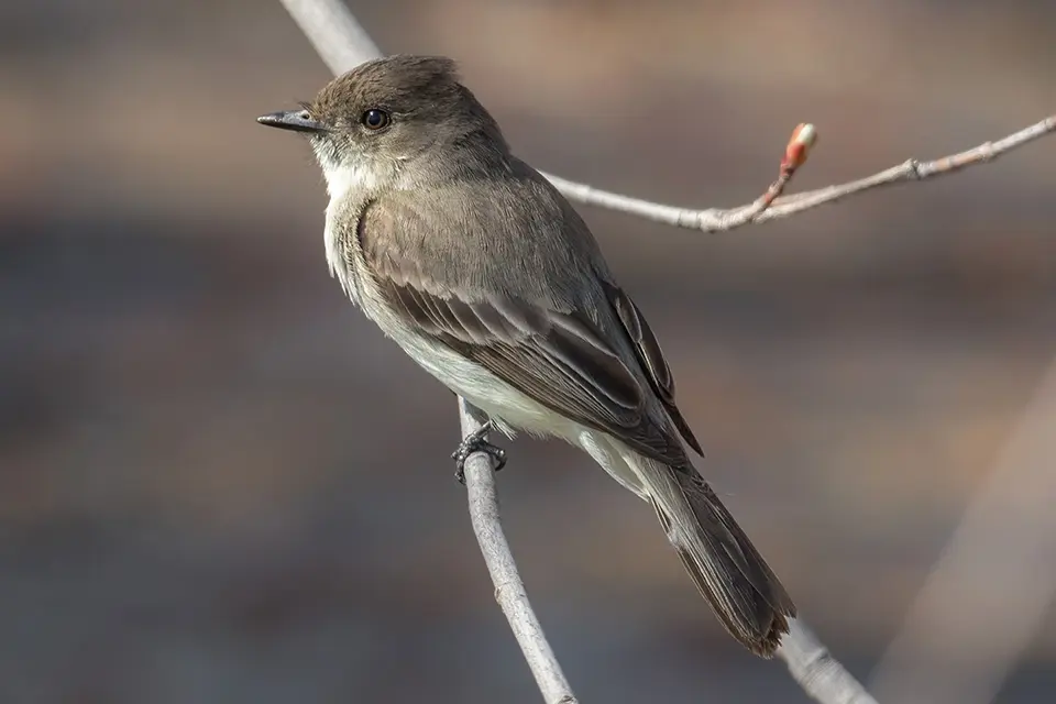 moucherolle-phebi-Eastern-phoebe