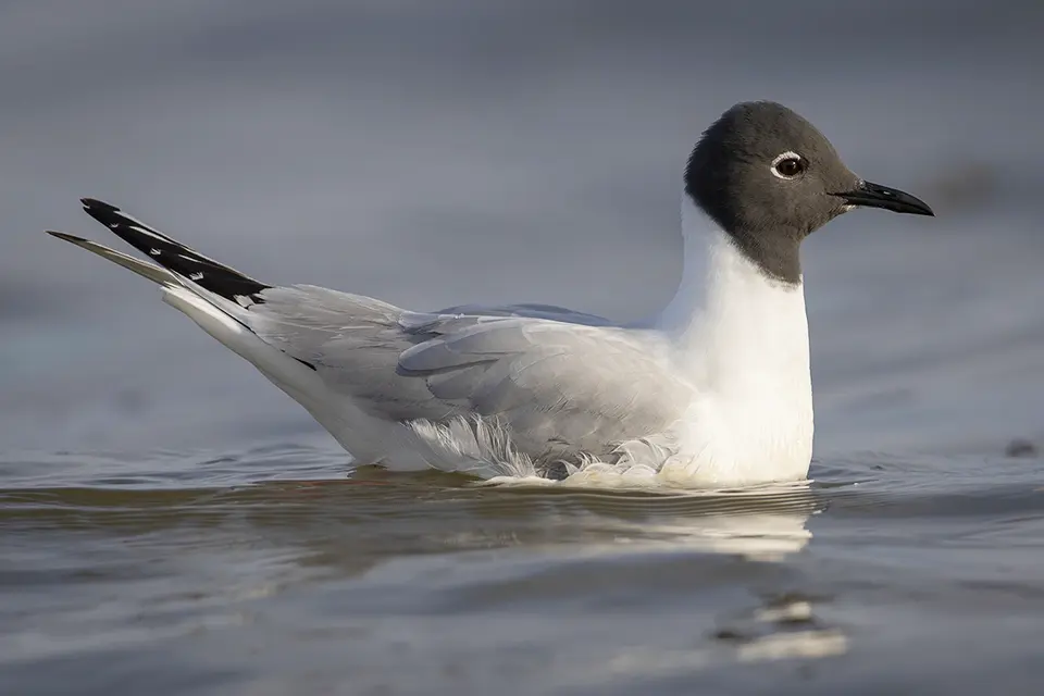 mouette-de-bonaparte-Bonaparte-s-gull
