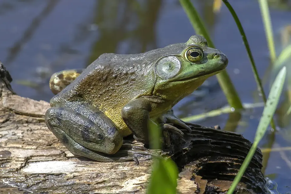 Animaux du Québec | Ouaouaron