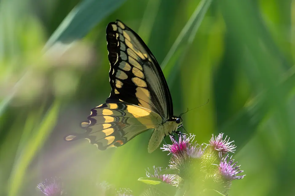papilio-cresphontes-grand-porte-queue