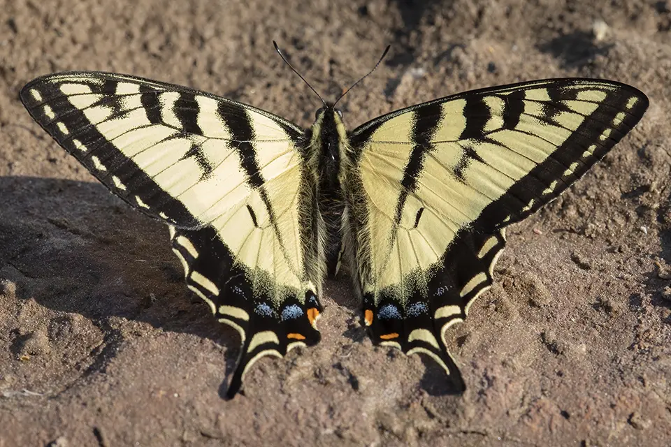 Animaux du Québec | Papillon tigré du Canada