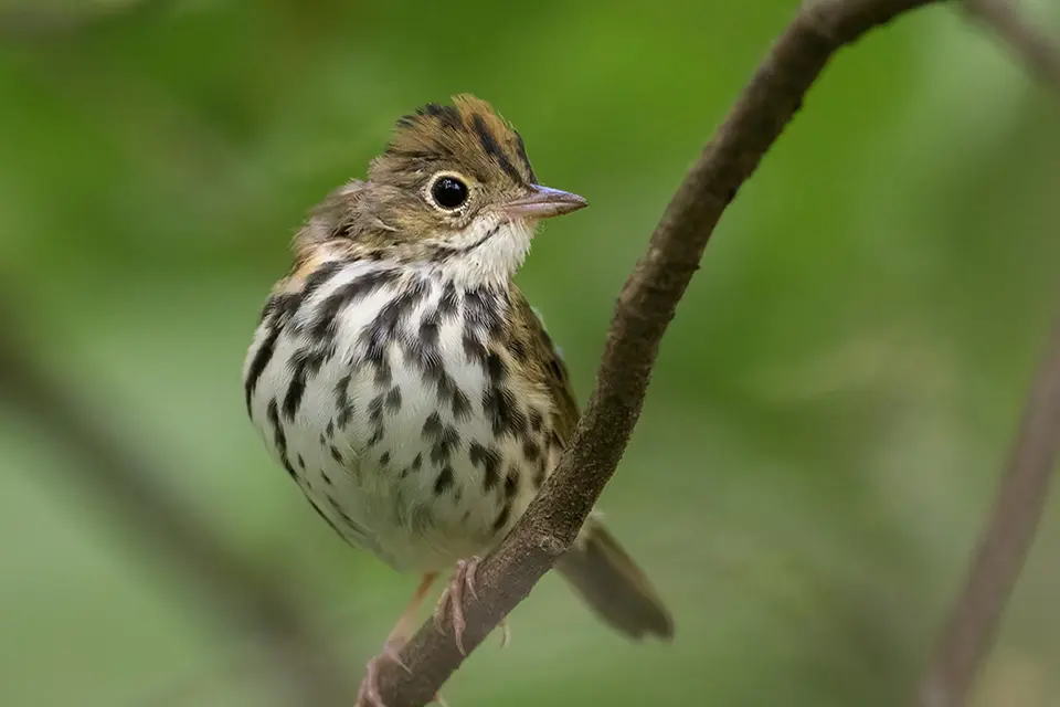 paruline-couronnee-ovenbird