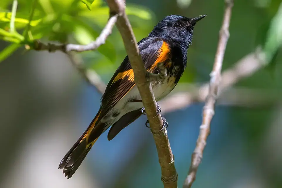 paruline-flamboyante-american-redstart