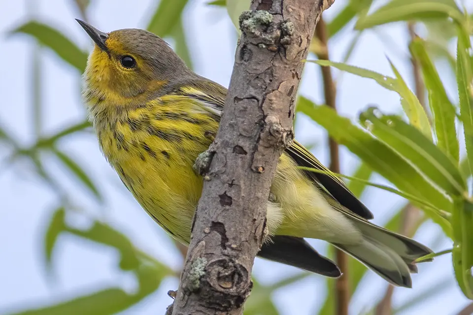 paruline-tigree-Cape-May-warbler