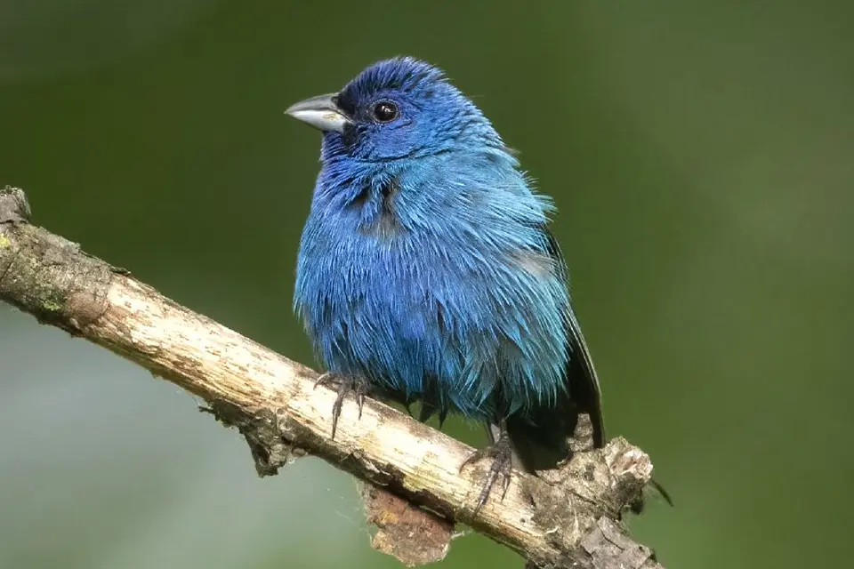 Animaux du Québec | Passerin indigo