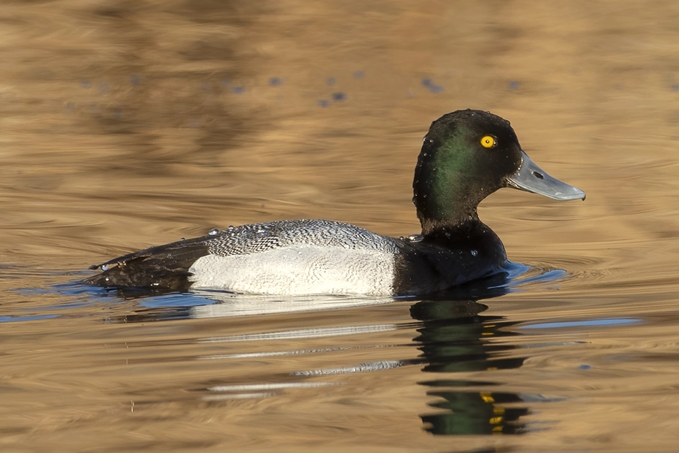 petit-fuligule-lesser-scaup