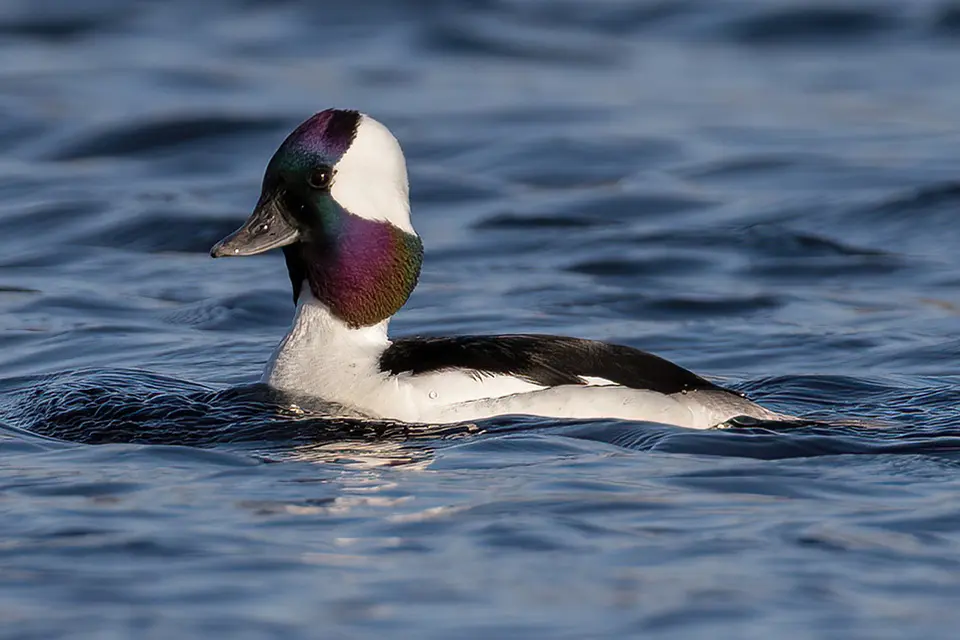 petit-garrot-bufflehead