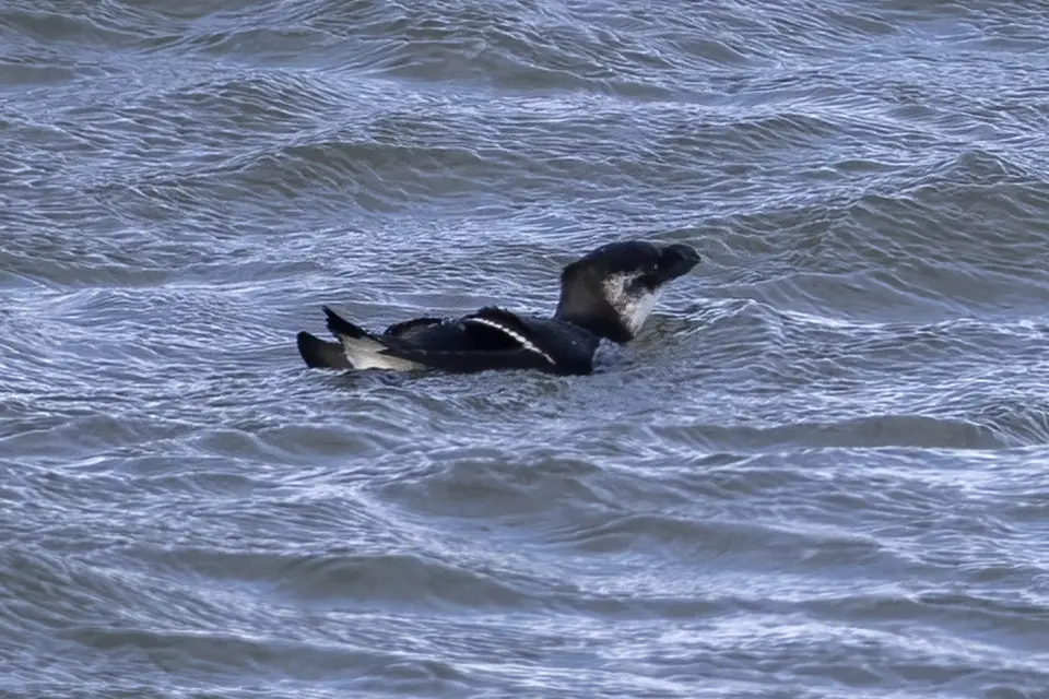 petit-pingouin-razorbill