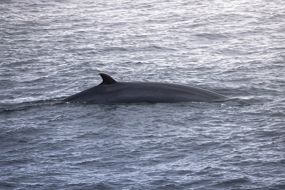 Animaux du Québec | Petit rorqual