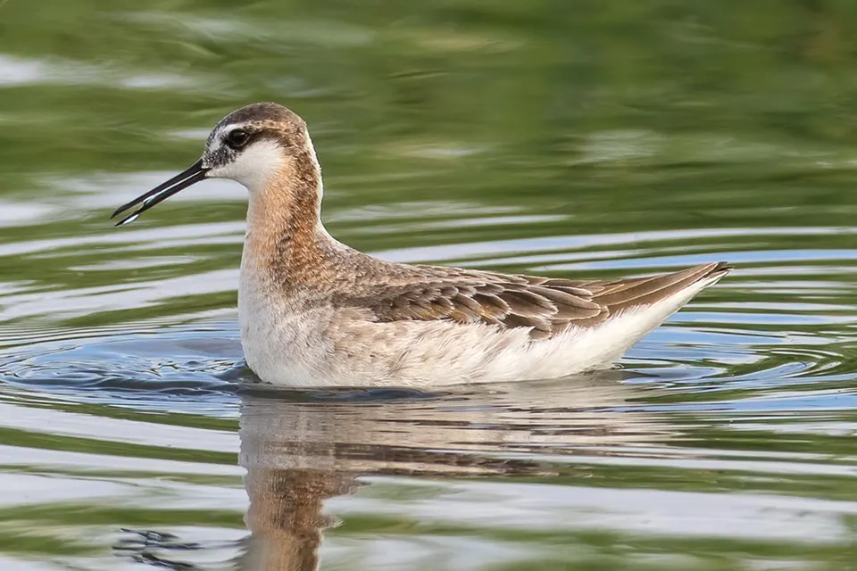phalarope-de-wilson