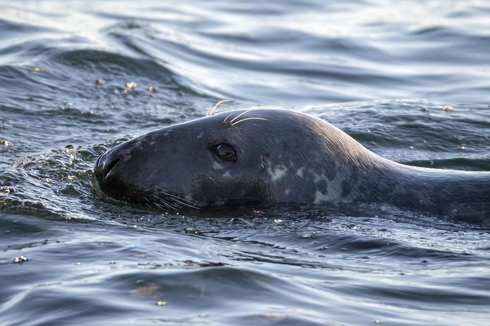 phoque-gris-grey-seal