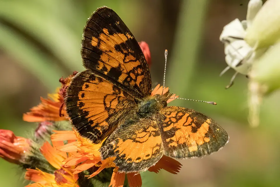 phyciodes-cocyta-croissant-nordique