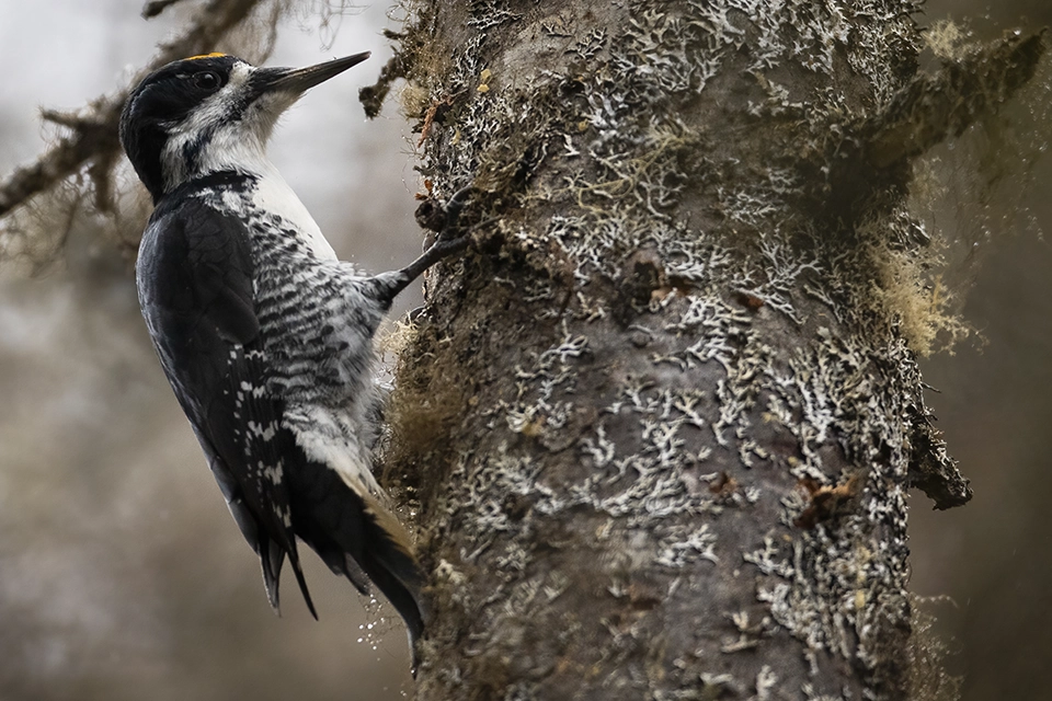 pic-a-dos-noir-black-backed-woodpecker