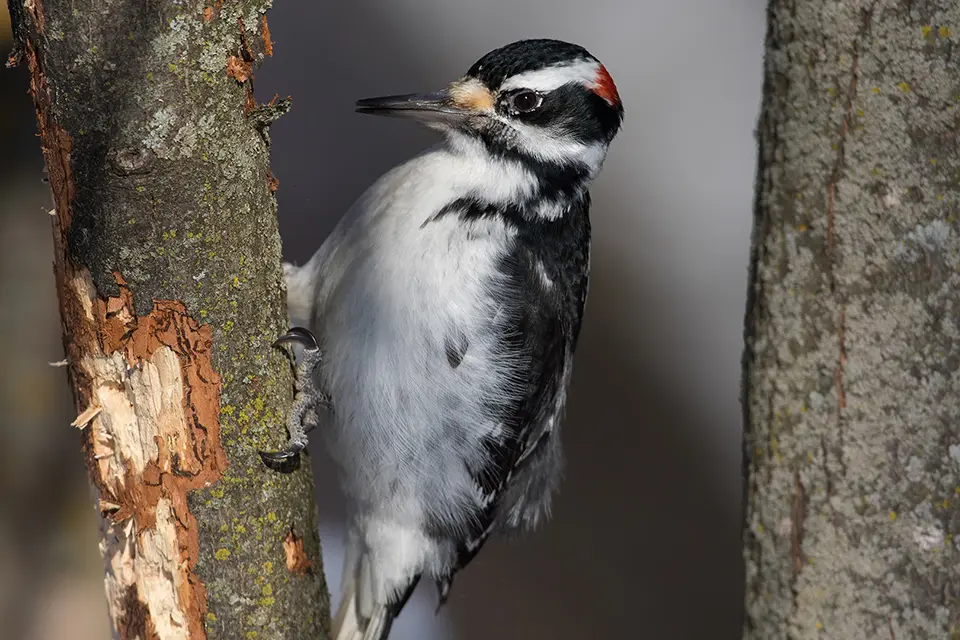 pic-chevelu-hairy-woodpecker
