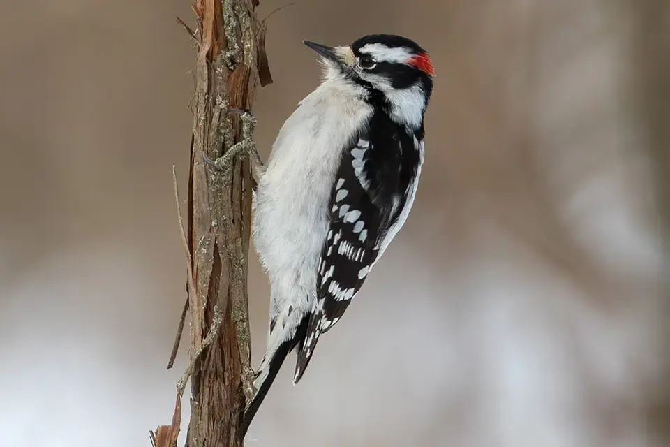 Animaux du Québec | Pic mineur
