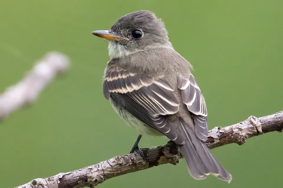 pioui-de-l-est-Eastern-wood-pewee