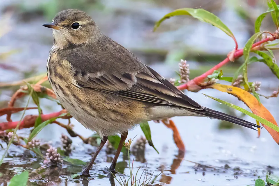 pipit-d-amerique-American-pipit