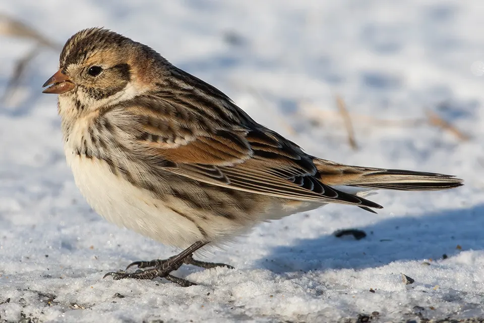 plectrophane-lapon-lapland-longspur
