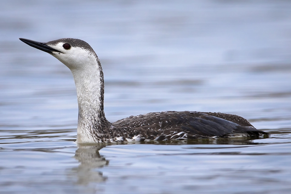 plongeon-catmarin-red-throated-loon