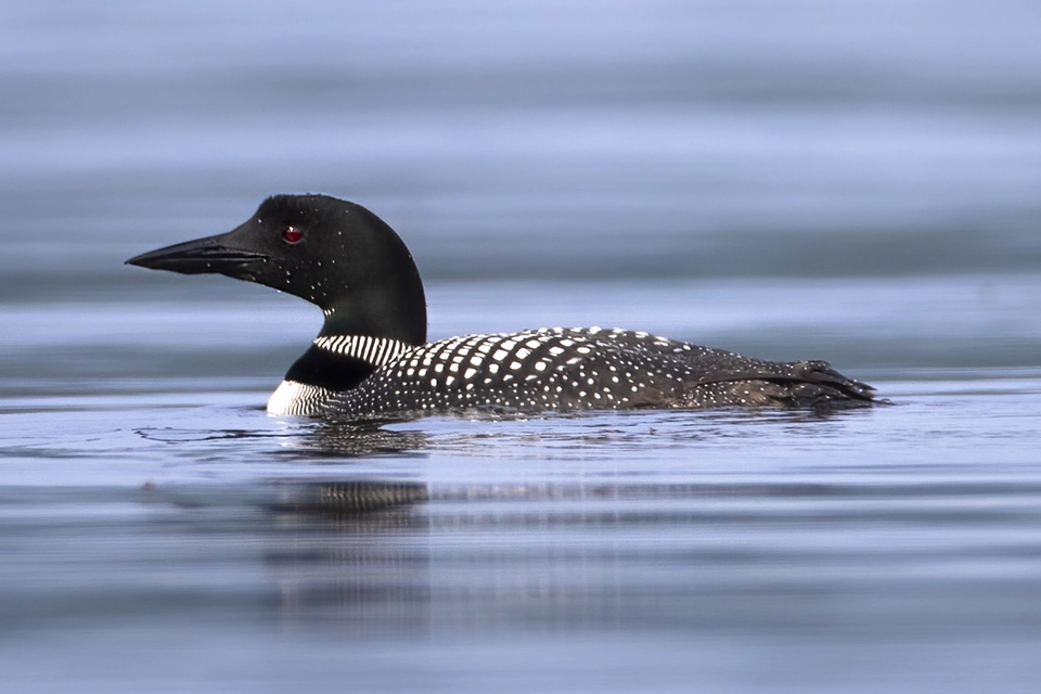plongeon-huard-common-loon
