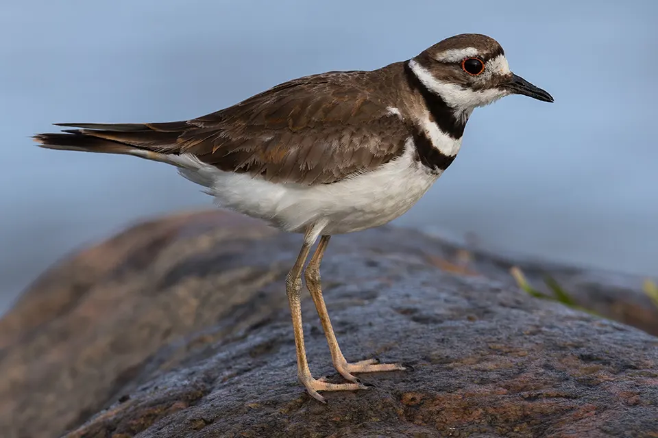 Animaux du Québec | Pluvier kildir