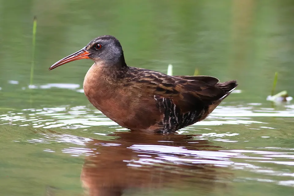 rale-de-virginie-Virginia-rail