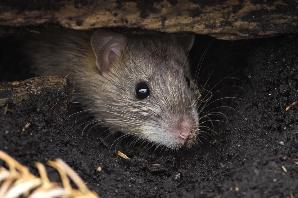 Animaux du Québec | Rat surmulot