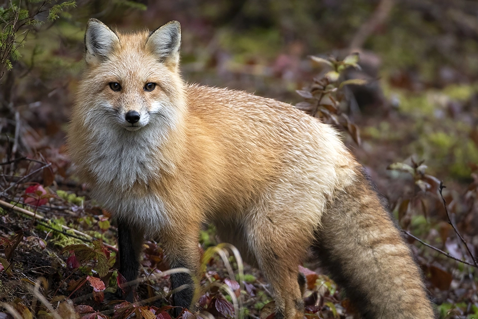 Animaux du Québec | Renard roux