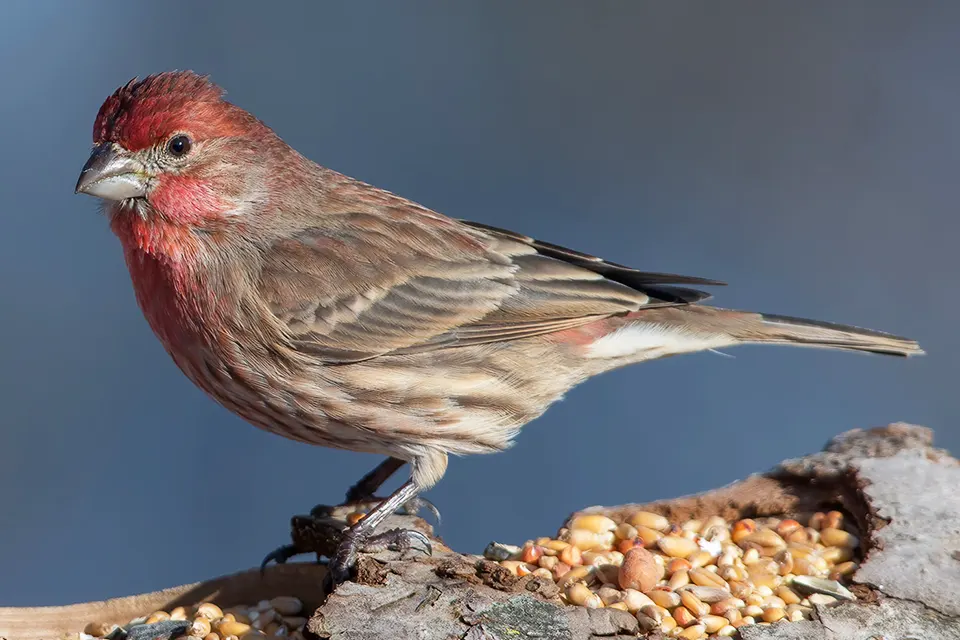 roselin-familier-house-finch