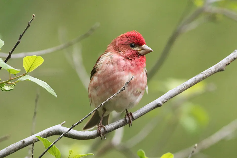 roselin-pourpre-purple-finch