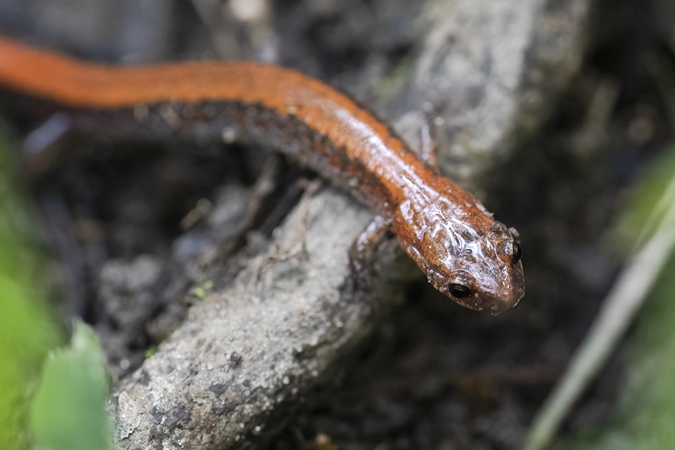 Animaux du Québec | Salamandre cendrée