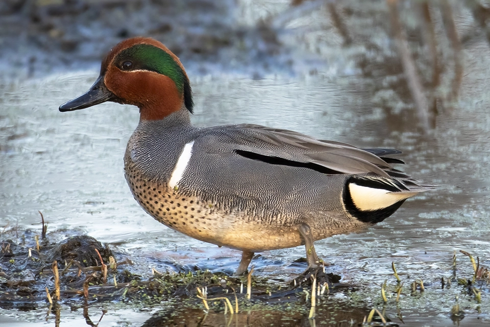 sarcelle-d-hiver-green-winged-teal