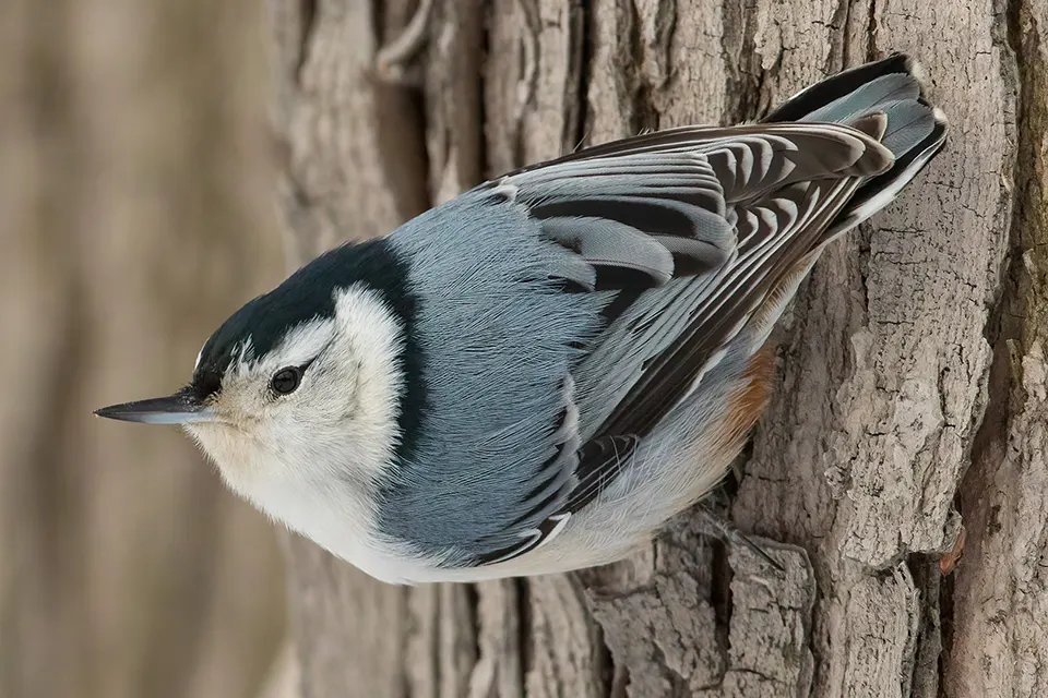 Animaux du Québec | Sittelle à poitrine blanche
