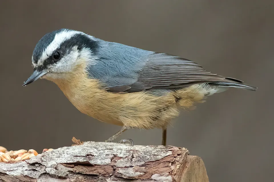 Animaux du Québec | Sittelle à poitrine rousse
