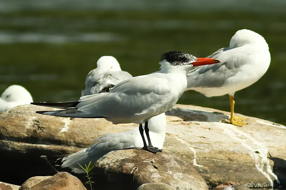 sterne-caspienne-Caspian-tern