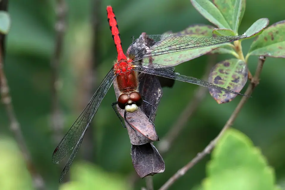sympetrum-internum-sympetrum-intime