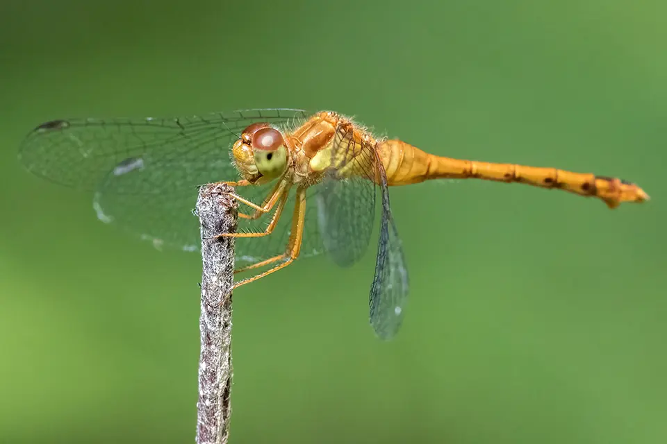 Animaux du Québec | Sympétrum tardif
