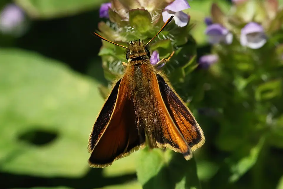 thymelicus-lineola-hesperie-des-graminees