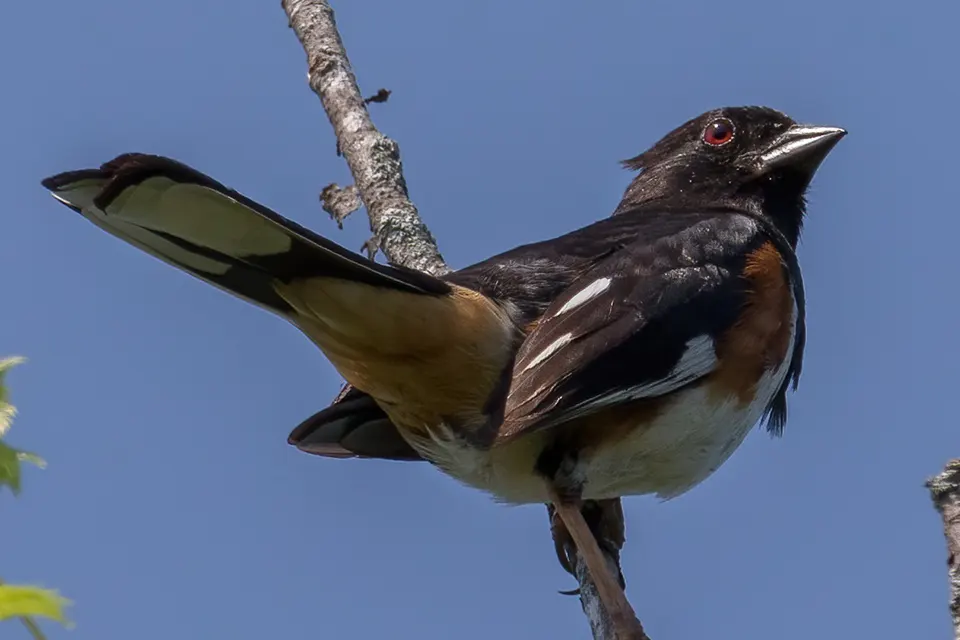 tohia-flancs-roux-Eastern-towhee