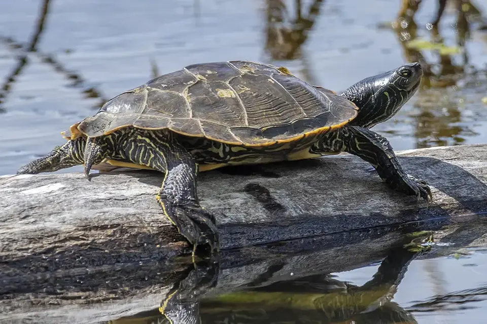 tortue-geographique-common-map-turtle