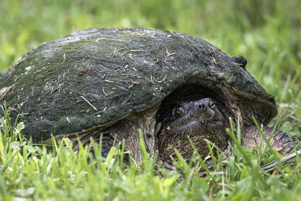 Animaux du Québec | Tortue serpentine
