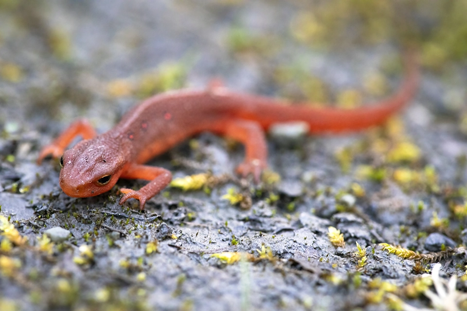triton-vert-eastern-newt