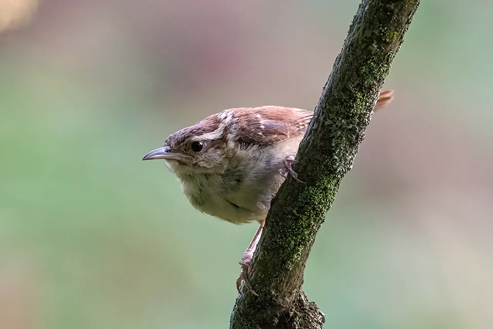 Animaux du Québec | Troglodyte de Caroline